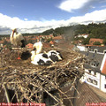 13_25-nest.jpg