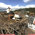 13_30-nest.jpg