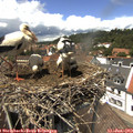 13_35-nest.jpg