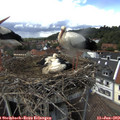 13_40-nest.jpg
