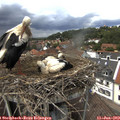 13_45-nest.jpg
