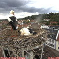 13_50-nest.jpg