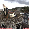 13_55-nest.jpg