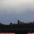 14_00-mast.jpg