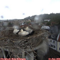 14_00-nest.jpg