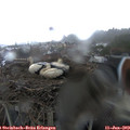 14_05-nest.jpg