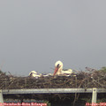 14_10-mast.jpg