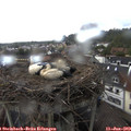 14_10-nest.jpg