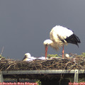 14_15-mast.jpg