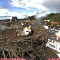 14_15-nest.jpg