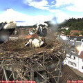 14_20-nest.jpg