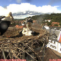 14_30-nest.jpg