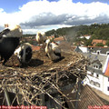 14_35-nest.jpg