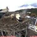 14_45-nest.jpg