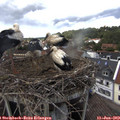 14_50-nest.jpg