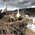 14_55-nest.jpg