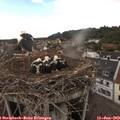 15_05-nest.jpg