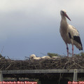 15_10-mast.jpg