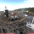15_10-nest.jpg