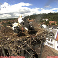 15_15-nest.jpg