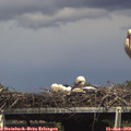 15_20-mast.jpg