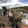 15_20-nest.jpg