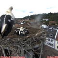 15_25-nest.jpg
