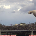 15_30-mast.jpg