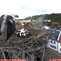 15_30-nest.jpg