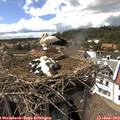 15_40-nest.jpg