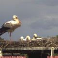 15_45-mast.jpg