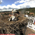 15_45-nest.jpg