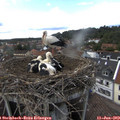 15_50-nest.jpg