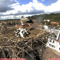 15_55-nest.jpg