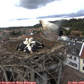 16_05-nest.jpg