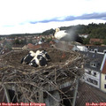 16_10-nest.jpg