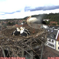 16_15-nest.jpg