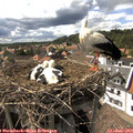16_25-nest.jpg