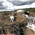 16_30-nest.jpg
