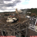 16_40-nest.jpg