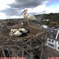 16_45-nest.jpg