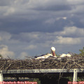 16_50-mast.jpg
