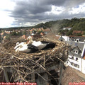 16_50-nest.jpg