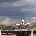 16_55-mast.jpg