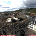 17_00-nest.jpg