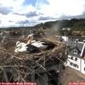 17_05-nest.jpg
