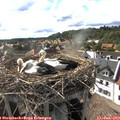 17_10-nest.jpg