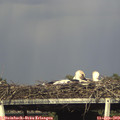 17_20-mast.jpg
