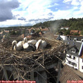 17_20-nest.jpg