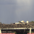 17_25-mast.jpg